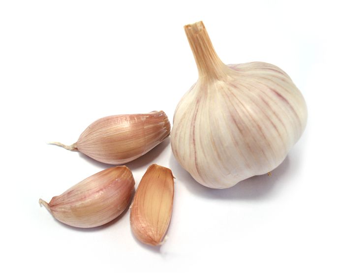Picture Of Garlic And Vampires