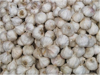 Picture Of Vampire Aversion To Garlic