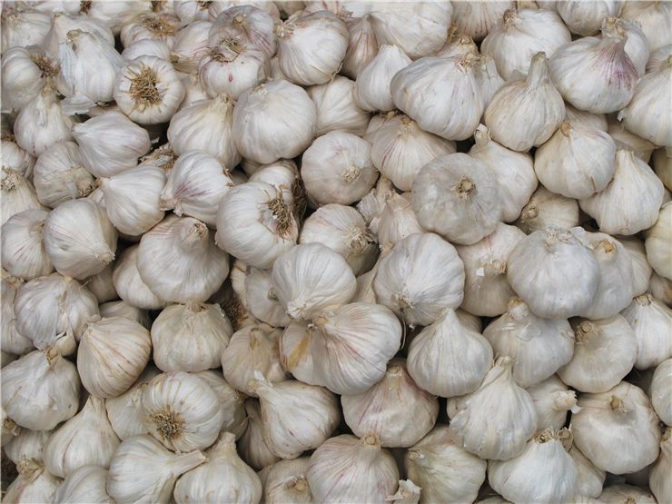 Picture Of Vampire Aversion To Garlic